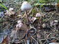 Panaeolus antillarum-amf2104